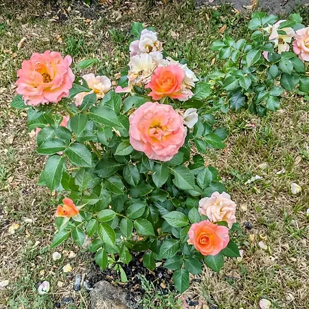 Prázdninový dům Maison Casa Ge A